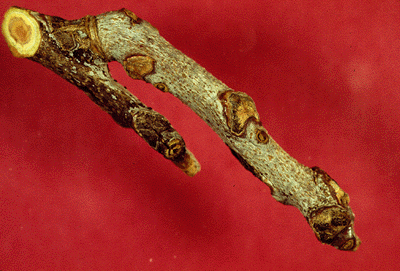 G. dioicus (Twig)