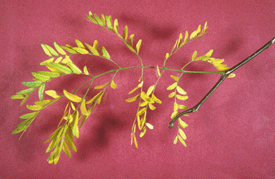 G. tricanthos (Leaves)