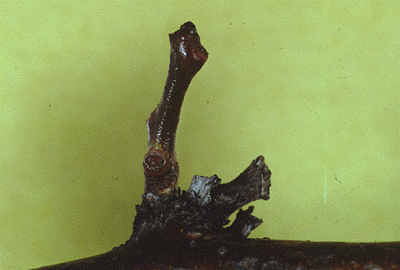 G. tricanthos (Twig)
