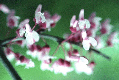 C. canadensis (Flowers)