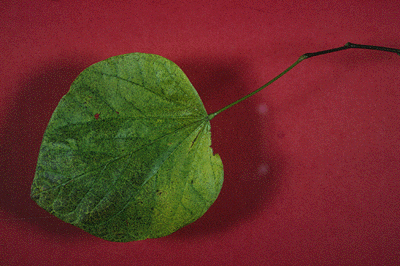 C. canadensis (Leaf)