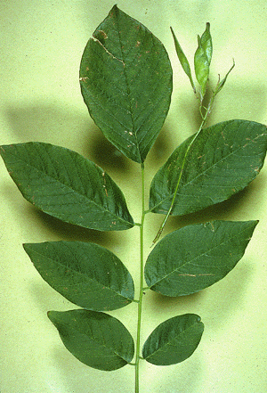 C. kentukea (Leaf)