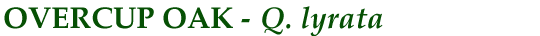 Overcup Oak (Q. lyrata)