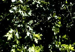 Q. ilicifolia (Leaves)