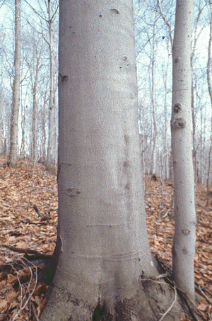F. grandifolia (Bark)