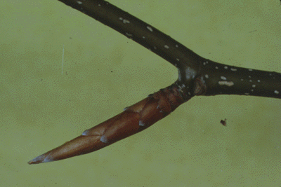F. grandifolia (Buds)