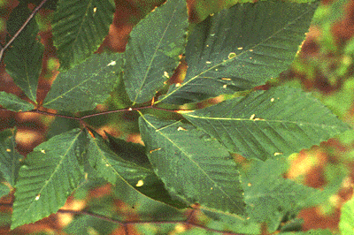 F. grandifolia (Leaves)