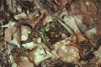 F. grandifolia (Seedling)