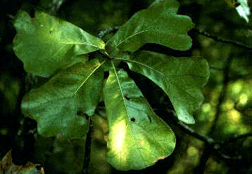 Q. marilandica (Leaves)