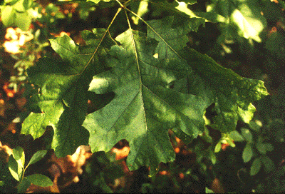 Q. velutina (Leaves)