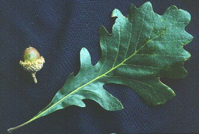 Q. macrocarpa (Leaves and fruit)
