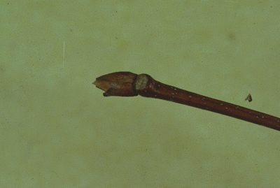 C. dentata (Buds)