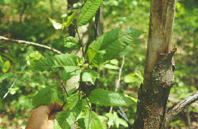 C. dentata (Diseased Bark)