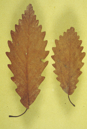 Q. prinus (Leaves)