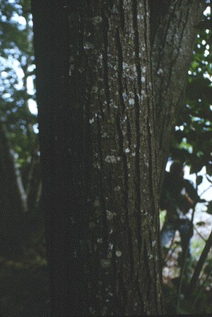 C. dentata (Old bark)