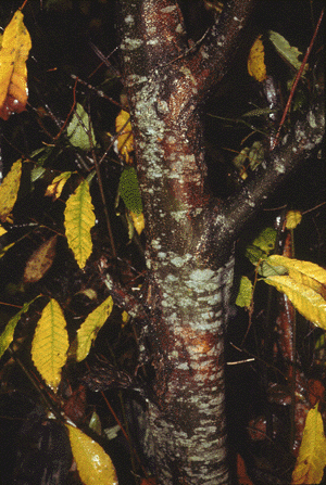 C. dentata (Young bark)