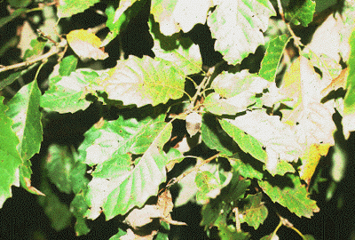 Q. muehlenbergii (Leaves)