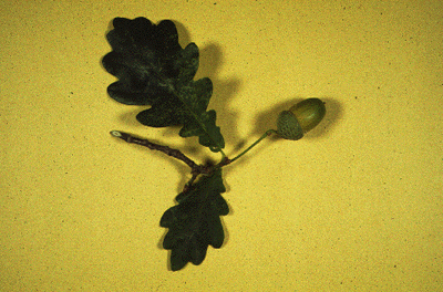 Q. robur (Leaves and fruit)