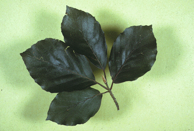 F. sylvatica (Leaves)