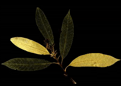 C. chrysophylla (Leaves)