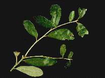 Q. virginiana (Leaves)