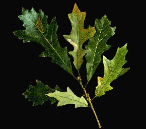Q. alba (Leaves)