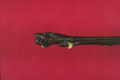 Q. palustris (Buds)