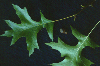 Q. palustris (Leaves and fruit)