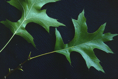 Q. palustris (Leaves)