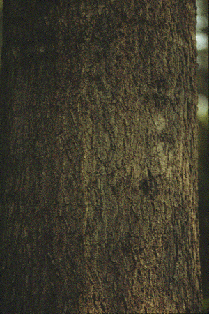 Q. palustris (Old Bark)