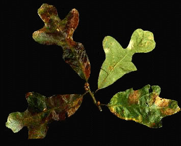 Q. stellata (Leaves)
