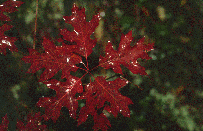 Q. rubra (Fall foliage)