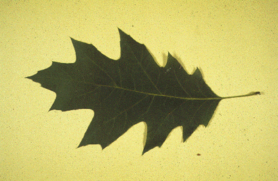 Q. rubra (Leaf)
