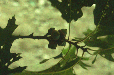 Q. rubra (Old acorns)