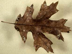 Q. virginiana (Leaf)