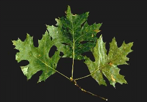 Q. shumardii (Leaves)