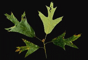 Q. falcata (Leaves)