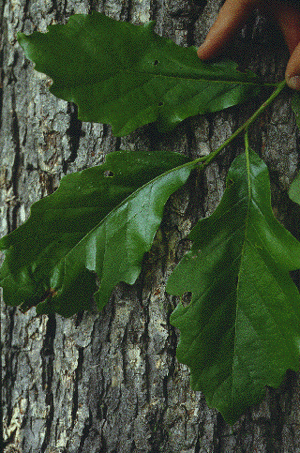 Q. bicolor (Leaves)