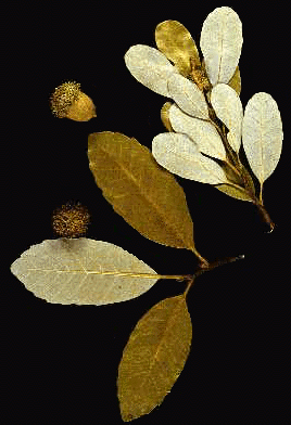 L. lithocarpus (Leaves and fruit)