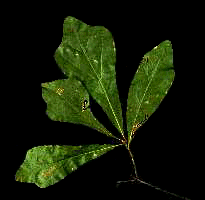 Q. nigra (Leaves)