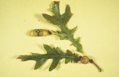 Q. alba (Leaves and fruit)
