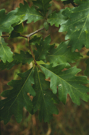 Q. alba (Leaves)