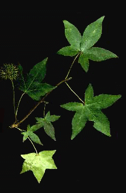 L. styraciflua (Leaves and fruit)