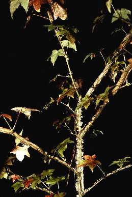 L. styraciflua (Twig)