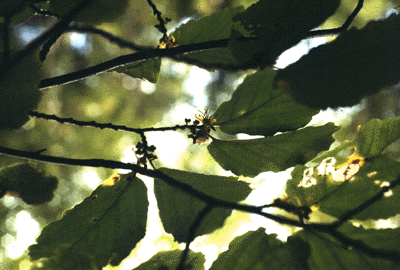 H. virginiana (Leaves and Fruit)