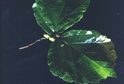H. virginiana (Leaves and Fruit)