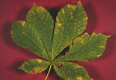A. hippocastanum (Leaf)