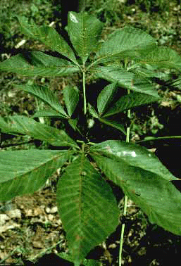 A. glabra (Leaves)