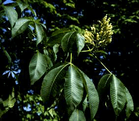 A. flava (Leaves)