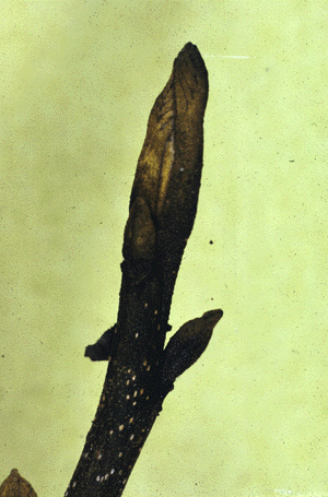 C. cordiformis (Bud)